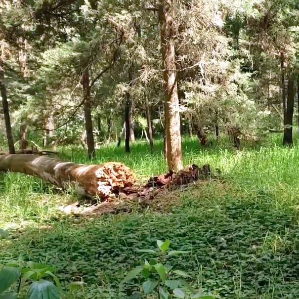 Bosque de Tlalpan