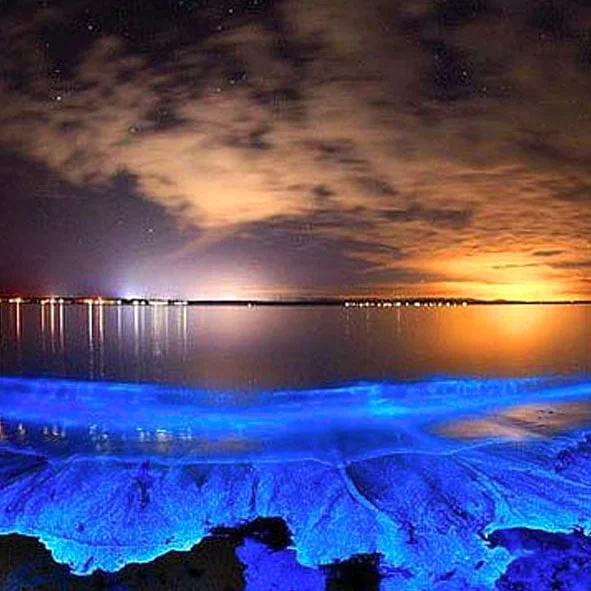 Lugares que Brillan: El Bello Fenómeno de la Bioluminiscencia en México