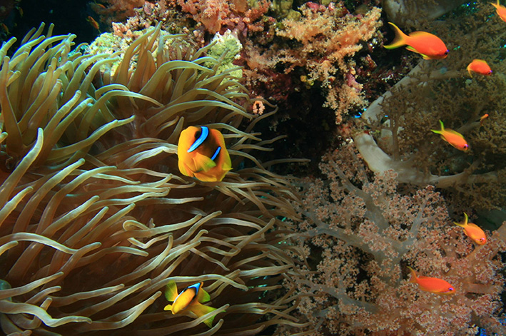 Buceo en Cancun