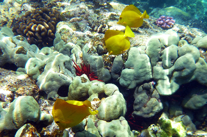 Buceo en Cancun