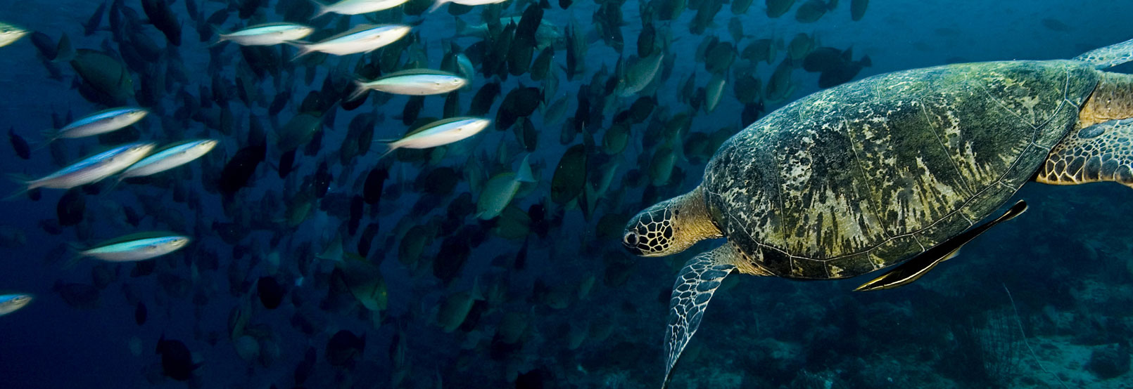 RESERVA-TORTUGAS