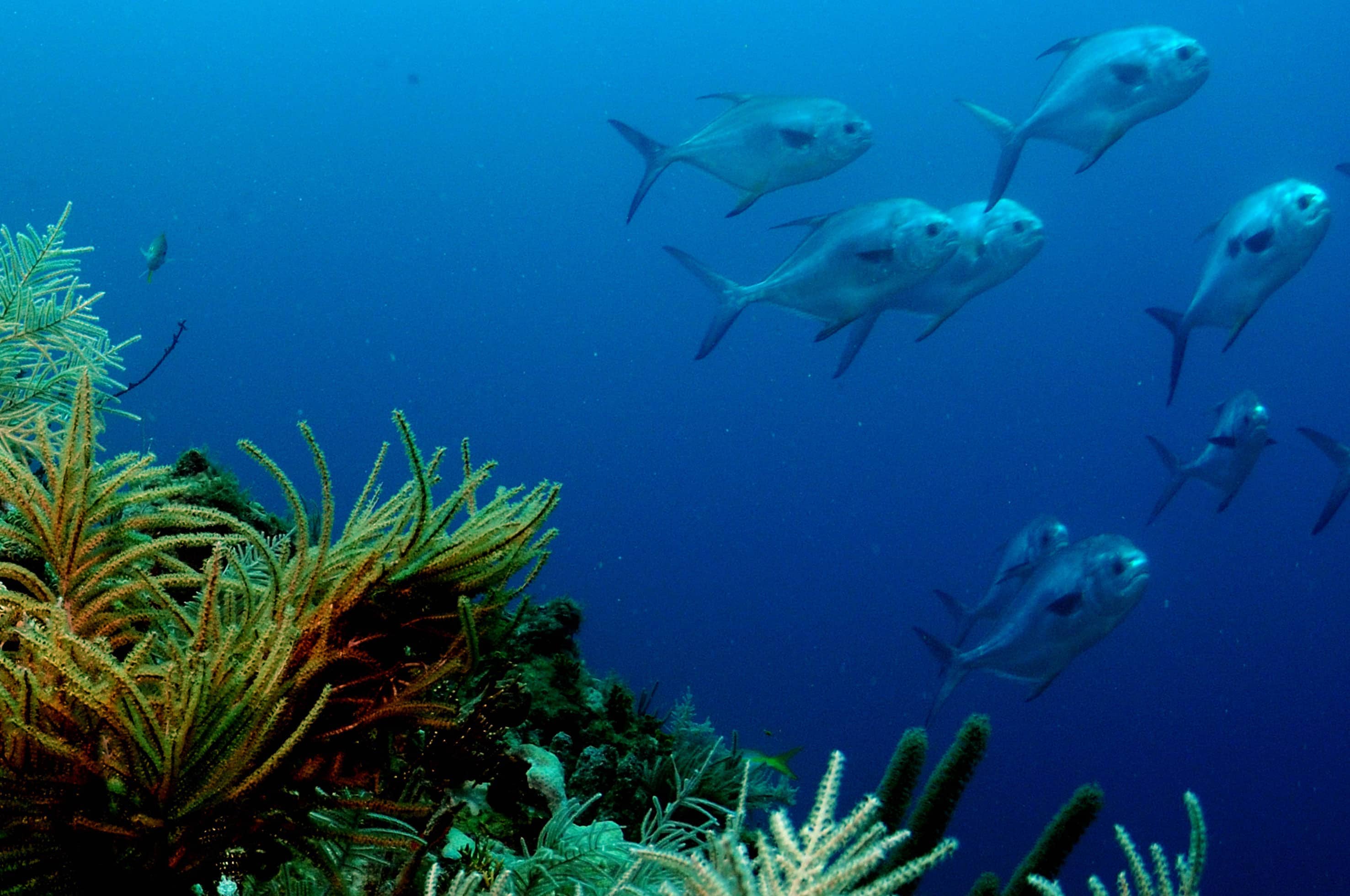 COSTALEGRE-FOTO-SUBMARINA