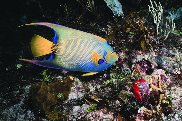 COSTALEGRE-FOTO-SUBMARINA