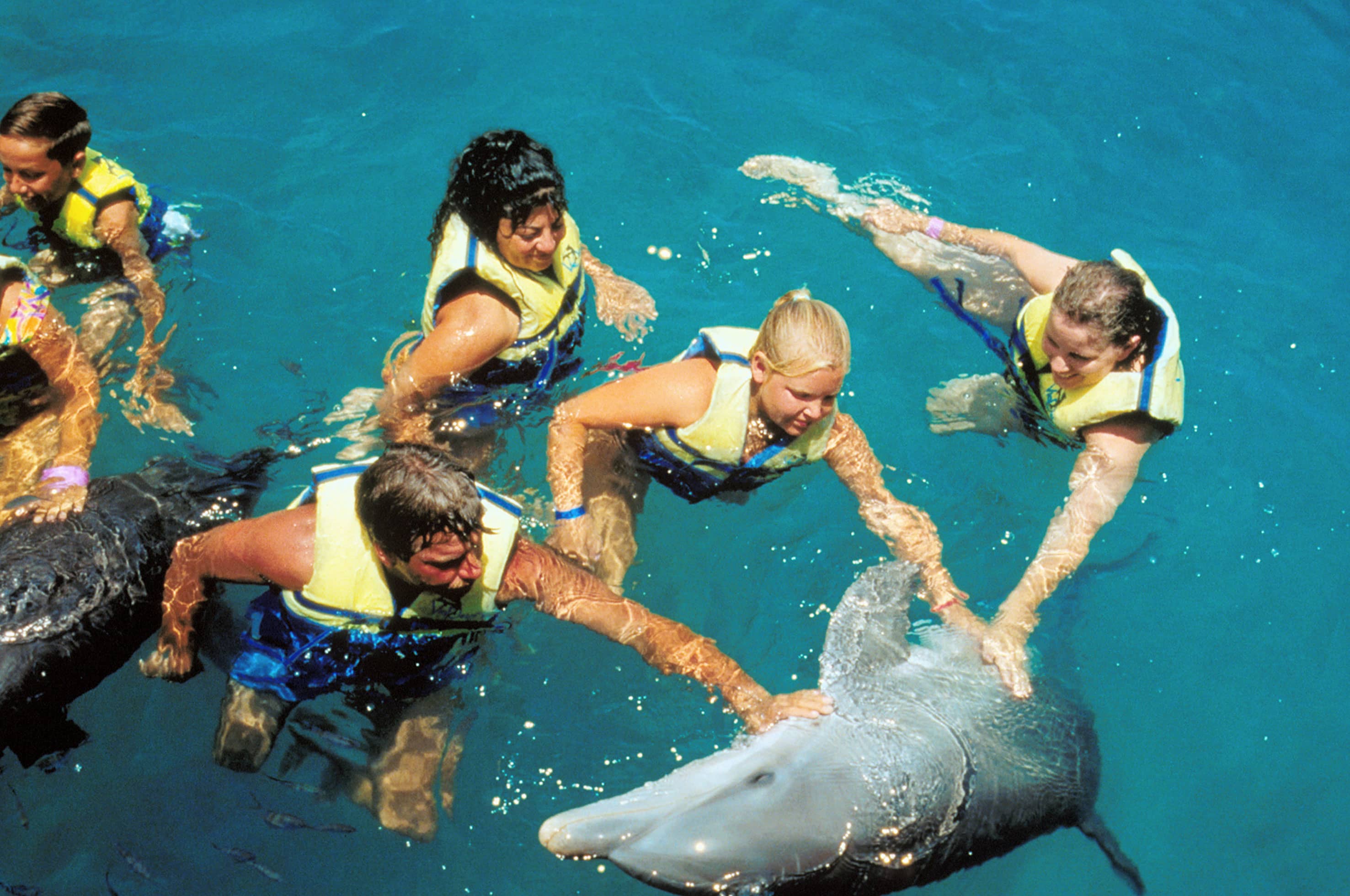 Nado con Delfines en México