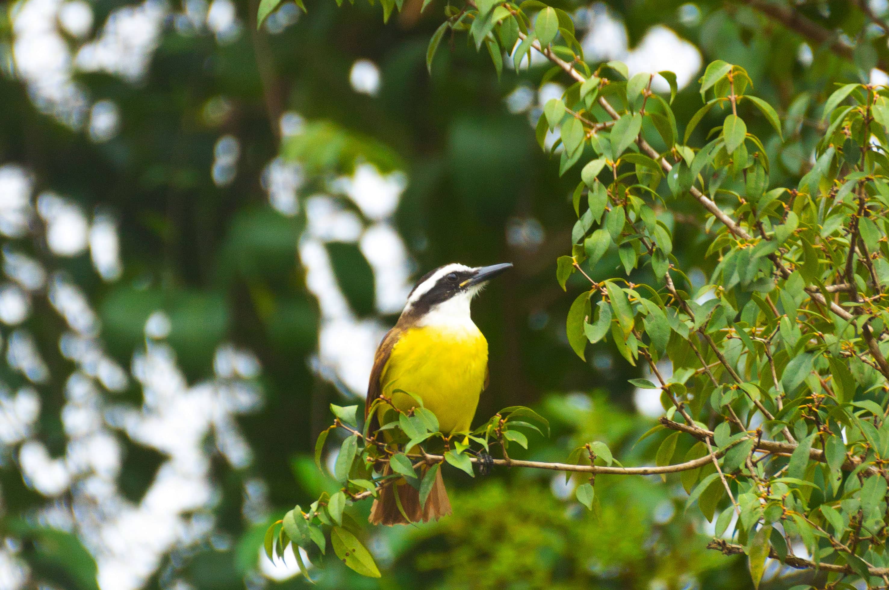 Observación de Aves en México
