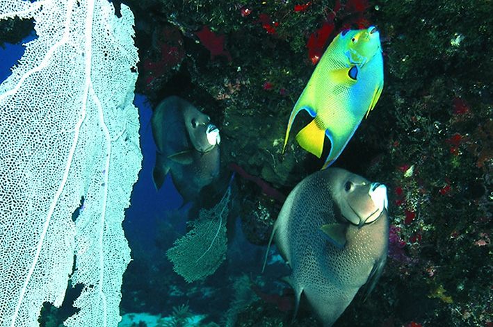 COSTA-MAYA-FOTO-SUBMARINA