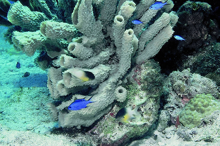 COSTA-MAYA-FOTO-SUBMARINA
