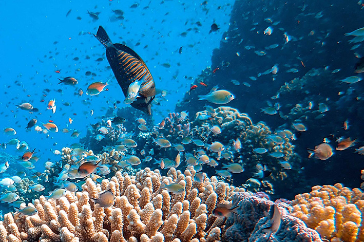 COSTA-MAYA-FOTO-SUBMARINA
