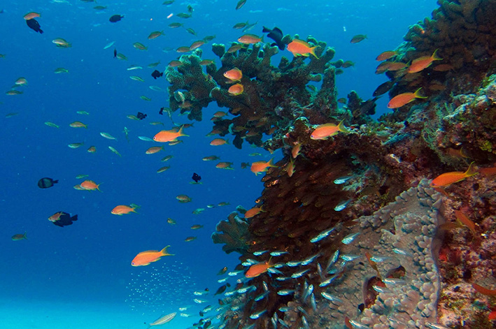 COSTA-MAYA-FOTO-SUBMARINA