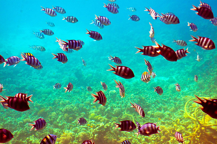 LA-PAZ-FOTO-SUBMARINA