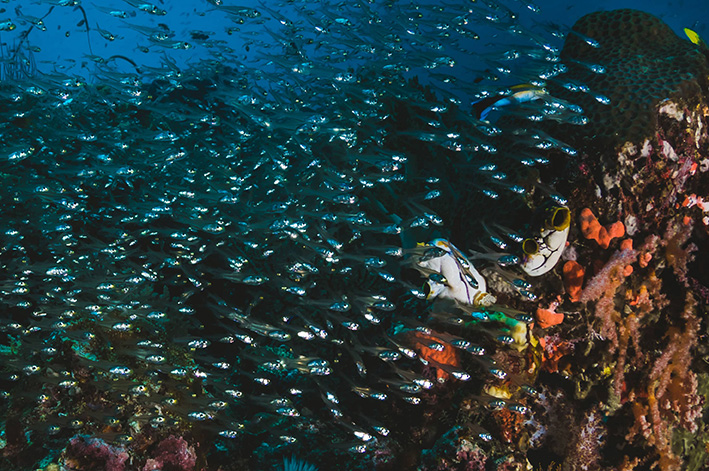 LA-PAZ-FOTO-SUBMARINA