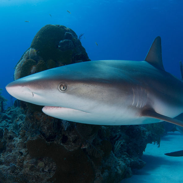 Nado con Tiburones en Los Cabos