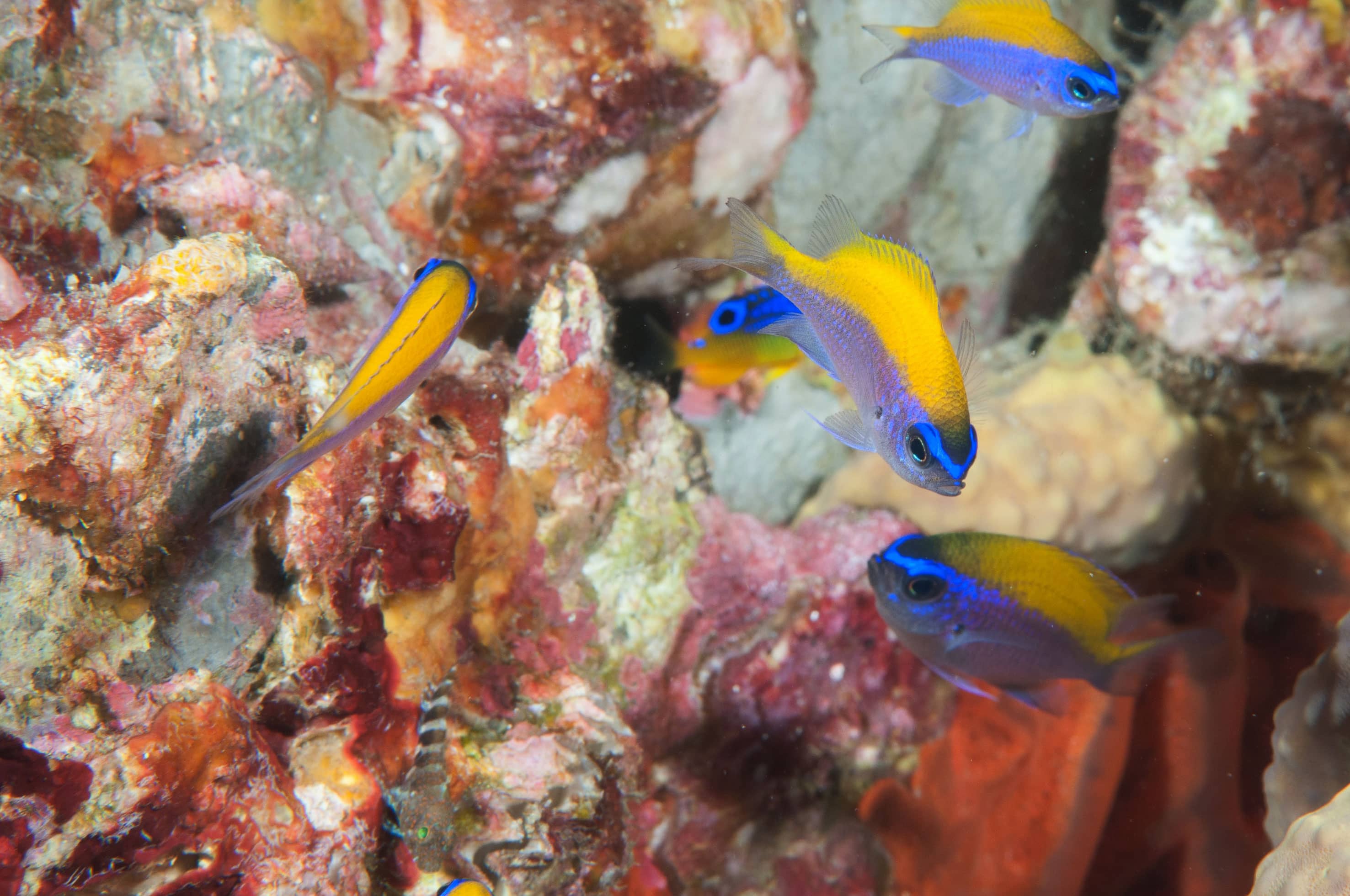 LOS-CABOS-FOTO-SUBMARINA