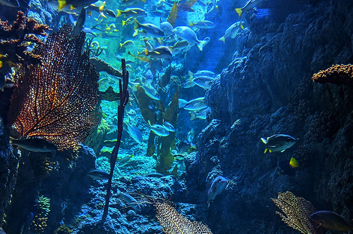 RIVIERA-MAYA-FOTO-SUBMARINA