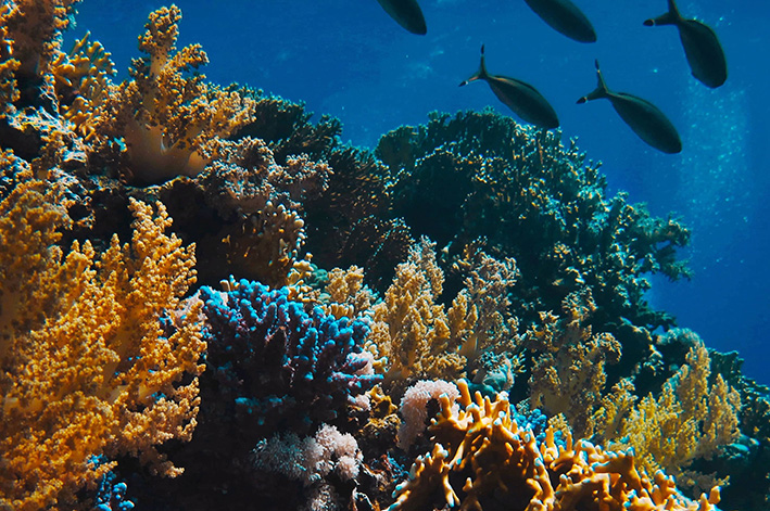 Buceo en Veracruz 