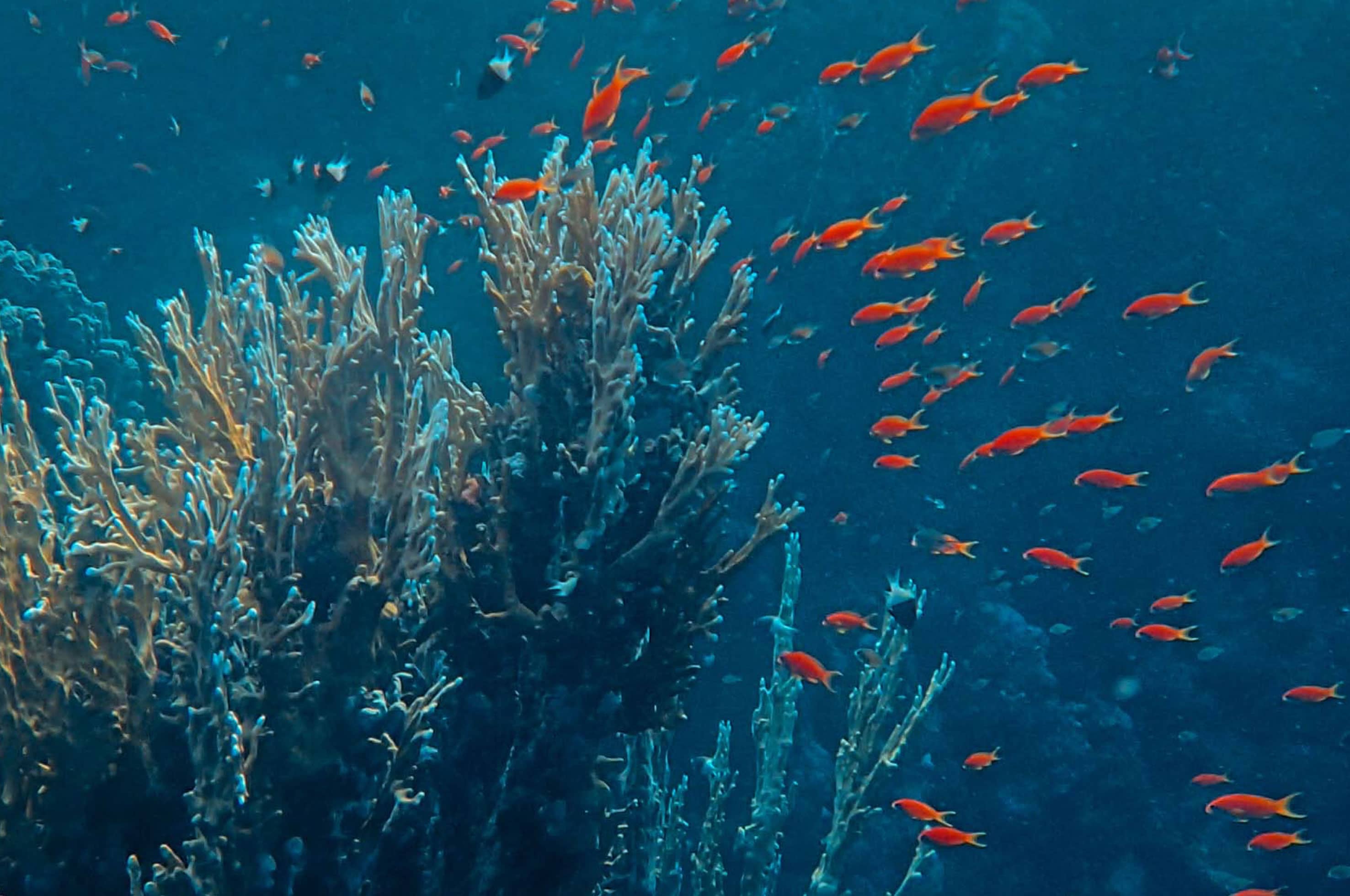 Buceo en Veracruz 
