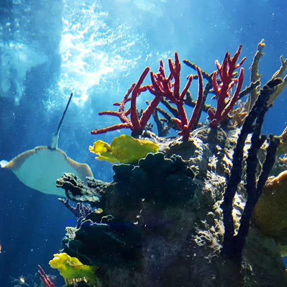 Acuario Michín 