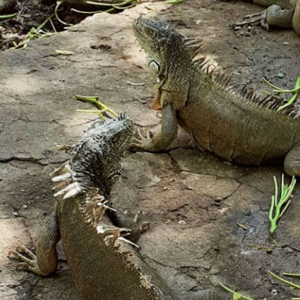 Iguanario