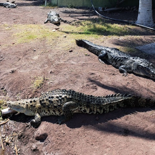 Cocodrilario de Tecomán