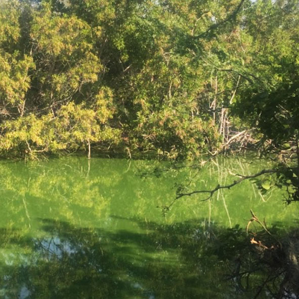 Estero del Yugo