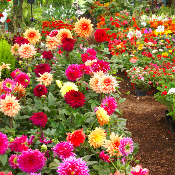 Comprar flores en Xochimilco – CIUDAD DE MÉXICO, DESTINOS DE MÉXICO