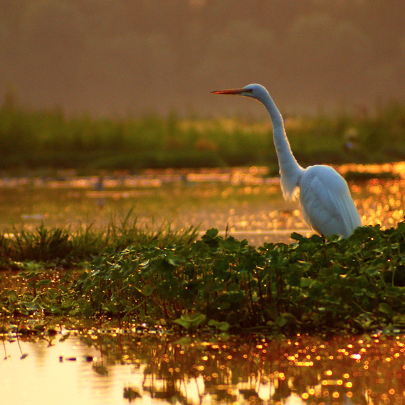 Gozar de las aves en Xochimilco – CIUDAD DE MÉXICO, DESTINOS DE MÉXICO