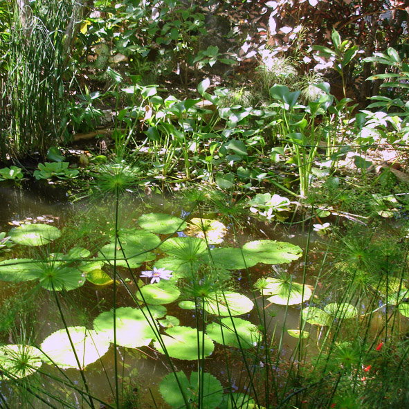 Visitar el Jardín Botánico – ACAPULCO, PLAYAS