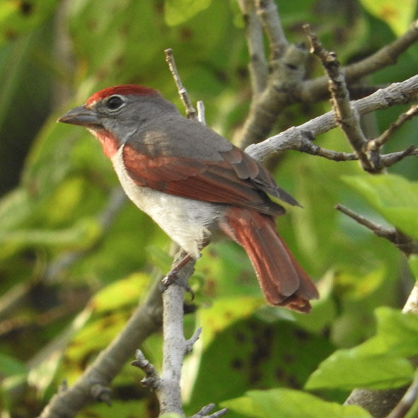 Observación de Aves en Cozumel