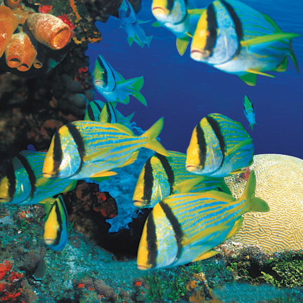 Los 5 Mejores Arrecifes de Cozumel