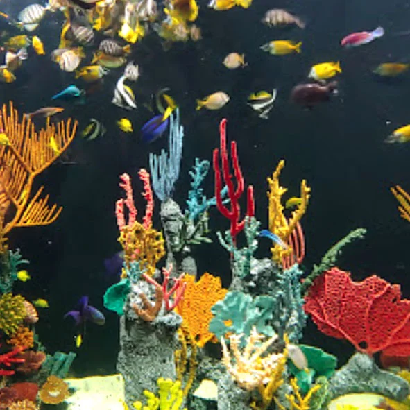 Acuario Michin