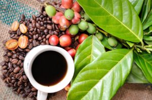 Gastronomía de Coatepec