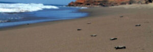 Aventura y Ecoturismo en Sinaloa