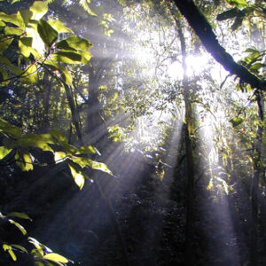 Bosque Encantado    