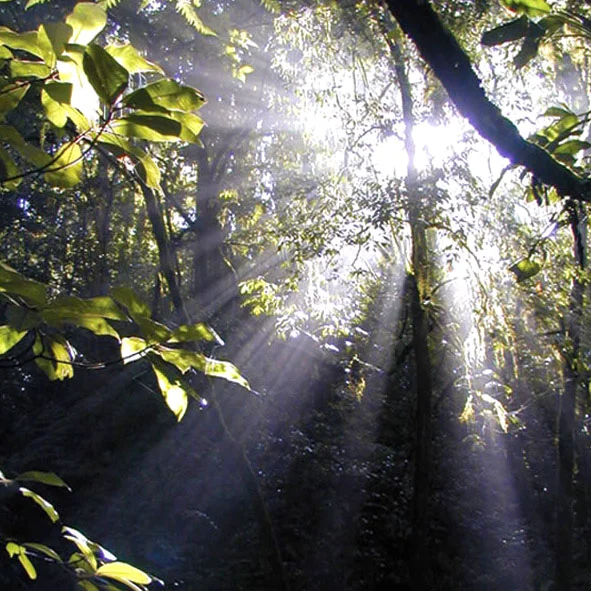 Bosque Encantado    
