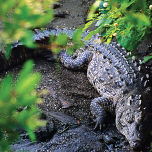 Cocodrilario 