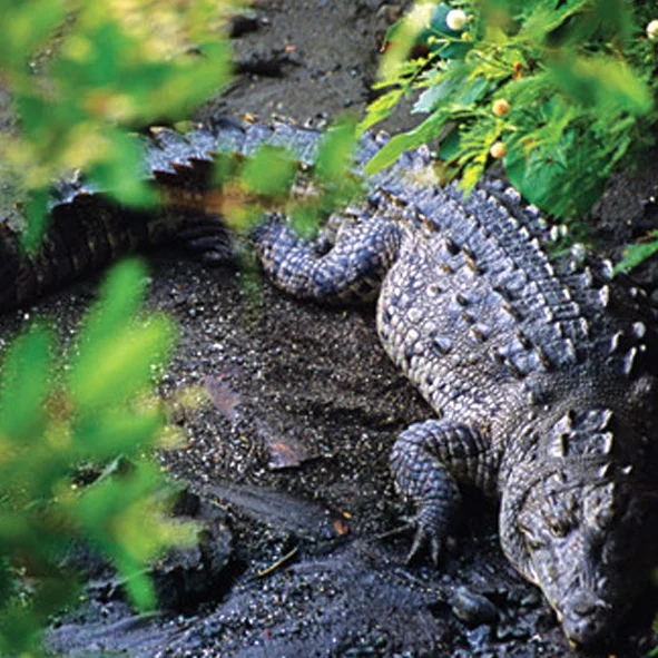 Cocodrilario Tamakún
