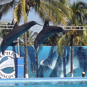 Dolphin Discovery Vallarta