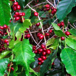 Plantaciones Cafetaleras cercanas a Huatulco