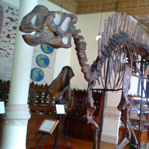 Museo de Geología