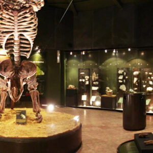Museo de Paleontología Eliseo Palacios
