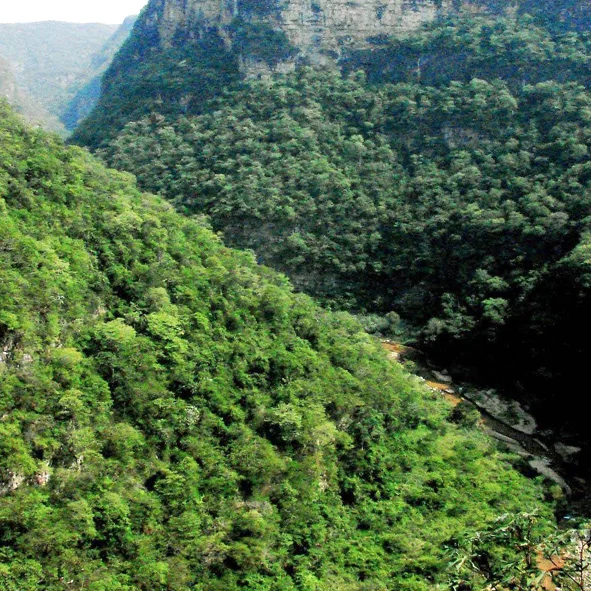 Reserva El Ocote