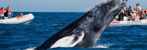 Avistamiento de Ballenas en Baja California