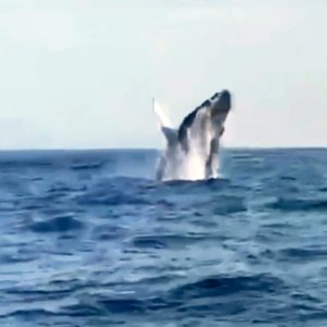 Avistamiento de Ballenas en Costalegre