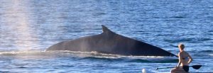 Avistamiento de Ballenas en Puerto Peñasco