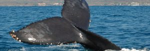 Avistamiento de Ballenas en Riviera Nayarit