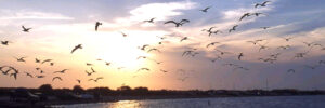 Mejores Playas de Tamaulipas
