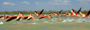 Mejores Playas de Yucatán