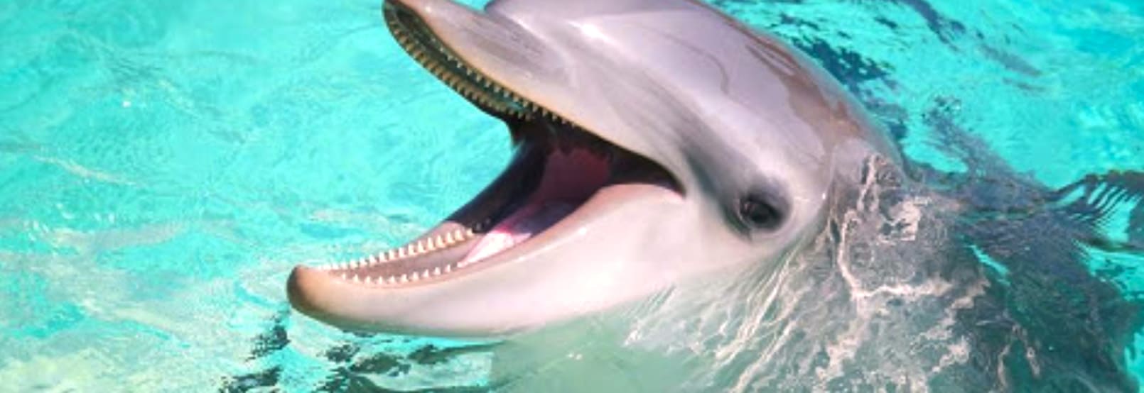 Nado con Delfines o Lobos Marinos en Puerto Vallarta