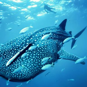Nada con un Gigante Gentil: El Tiburón Ballena en el Caribe Mexicano