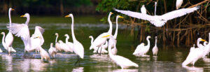 Observación de Aves en Chiapas